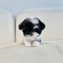 창원강아지분양 헬스독 애견입양 말티푸들포메라니안미니비숑 | 부산강아지분양 헬스독 애견입양 말티푸들포메라니안미니비숑 평생가족 반려견 부산 강아지분양