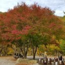 단풍나무펜션민박 이미지