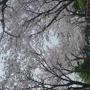 250412 SK에너지벚꽃 이미지