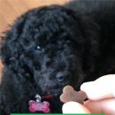 헬로멍뭉 | 강아지관절영양제 추천, 슬개골 튼튼하게! 헬로마이펫 멍뭉케어 관절 리얼 후기