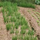 세주농장 이미지