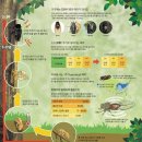 매미- 5·7·13·17년 소수 주기로 태어나… 천적 피하기 위해서죠-조선 220823 이미지