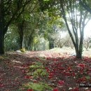 동백농원 이미지