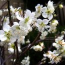 해당화마을 이미지