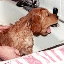 로얄동물병원 이미지