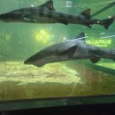 진갈매 | 구리 갈매 [ 아쿠아카페 수풀림 ] 추천