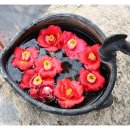 꽃피는 봄날 이미지