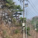 탄금목재