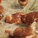 하민농장 이미지