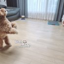 애쉬놀해이코리아 | 리포소 애견매트 미끄럼방지 강아지 롤매트 셀프시공 후기 :)
