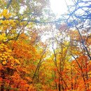 117차 백담사 수렴동 계곡(단풍놀이) 이미지