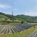 용산2농장 이미지