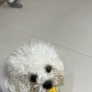 멍멍까까 이미지