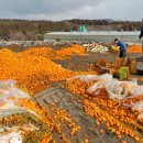 [제주] 2015년산 제주 감귤 '대란' 부작용 속출 도미노 현상 이어져 이미지