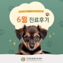 안양동물병원 | 안양본동물의료센터 6월 진료후기, 안양24시동물병원
