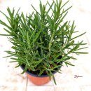 로즈마리 화원 이미지