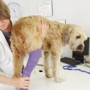 새로이동물병원 이미지