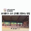 보더콜리가 오리 군대를 조종하는 방법 이미지