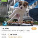 두 남매를 입양해주시오!! 이미지