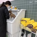 라이크어독 이미지