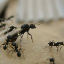 꿀벌