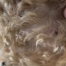 닥터에이스 동물병원 이미지