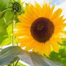 썬플라워(sun flower)