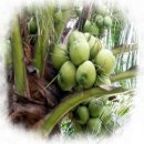 <코코넛 오일>코코넛오일의 효능/코코넛오일 사용법 이미지