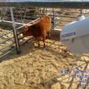 일꾼한우농장 이미지