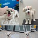 펫밀리샵 | 은은한 샴푸 향, 올리브빛 털결과 잔잔한 숨결 — 펫밀리가든 신림애견미용