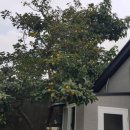 표선달채 이미지