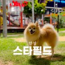 스타펫 | 안성 스타필드 애견동반 식당 및 펫파크 후기