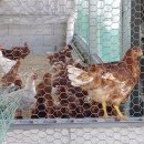 지리산농장2 이미지