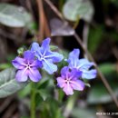 부암3동-16 이미지