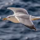 갈매기꿈 이미지