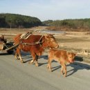 워낭소리 이미지