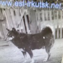 이스트라이카기원(EAST SIBERIAN LAIkA ORIGIN) 이미지