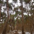 세모시 | 천년 솔바람길, 천년 솔향기 먹은 옛길 - 서천 걷기 좋은 길