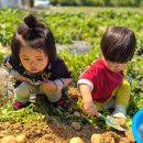 예일농장 이미지