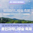 자작나무힐 | 아이랑 가기 최고👍 용인 자작나무숲 솔직후기