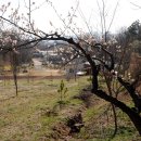 매실향기 이미지