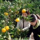 제주 한라산 관통로, 억새오름 (서울신문) 이미지