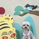 강쥐애견샵 | 부산 금정구 이따봐요 : 온천장 애견미용 말티푸 미용 추천후기
