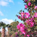 표선리-16 이미지