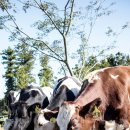 주아목장 이미지