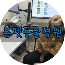 동물병원루니 | 광주 본펫동물병원💙 : 눈곱,열,피부,감기치료,건강검진 후기(과잉진료X 내돈내산) - 원장님 추천👍