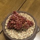 다육화원