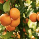 가온농장 이미지