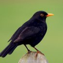 Blackbird 이미지
