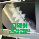 세종다온동물병원 고양이 건강검진 &amp; 치흡 발치 후기